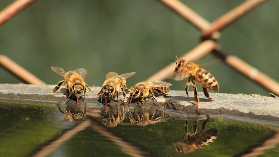 hierba limón Señuelos para abejas 