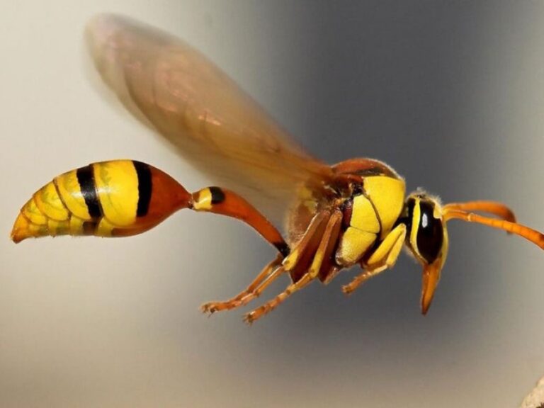 Control de plagas de avispa reina. Productos fumigar precios exterminador