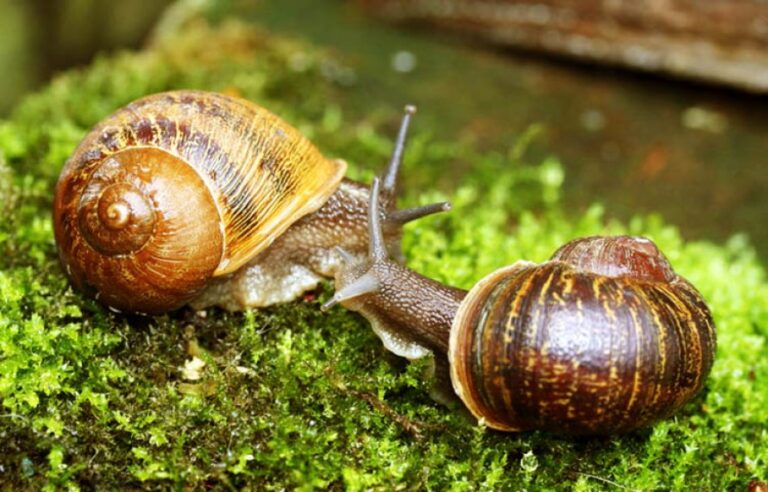 Caracoles. Tipos, como detectar en casa, tratamiento, huevos, atacan