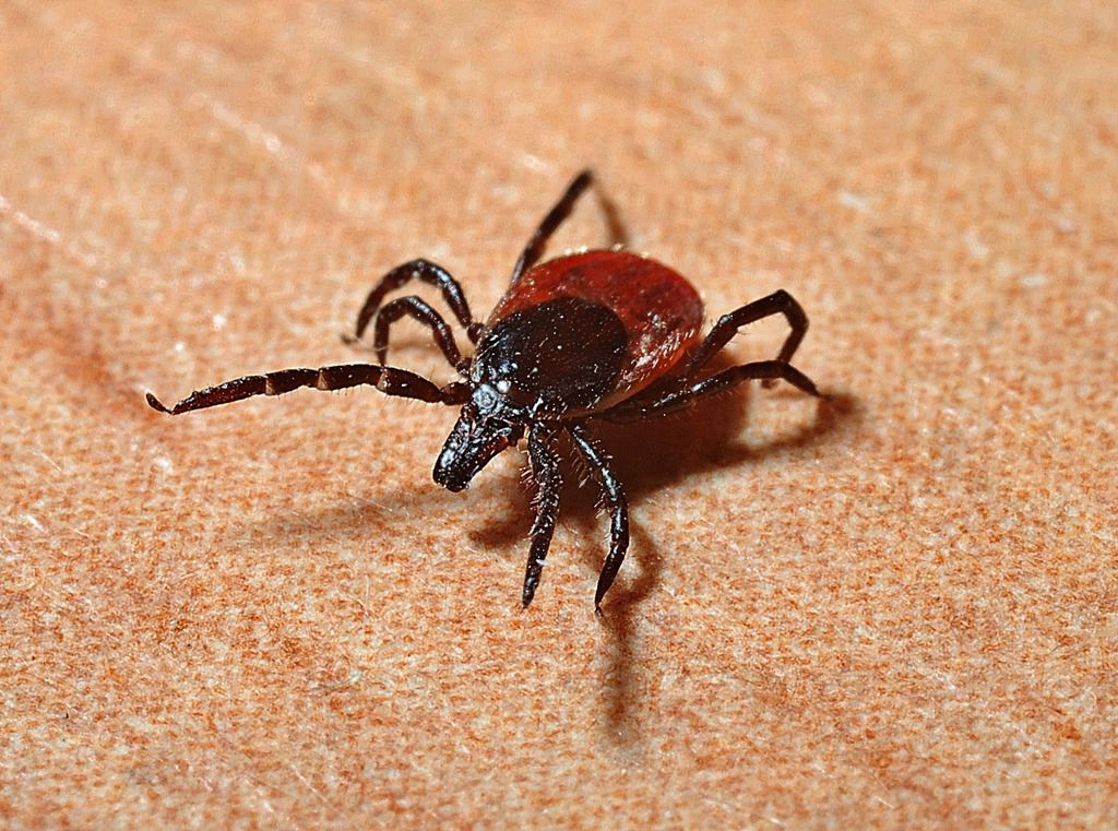 Ahuyentar o espantar las garrapatas