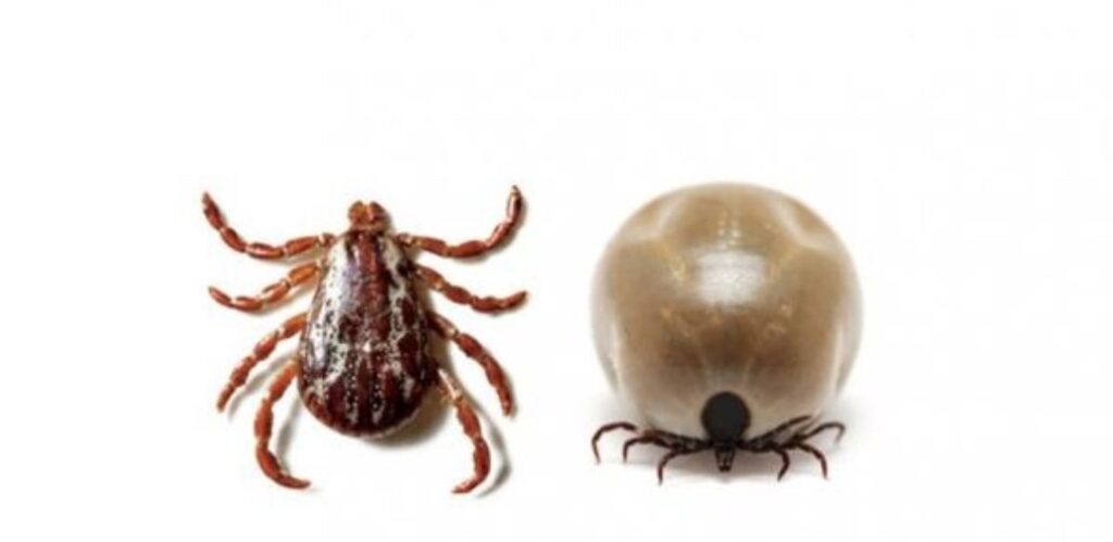 Garrapatas. Tipos, como detectar en casa, tratamiento, huevos, atacan