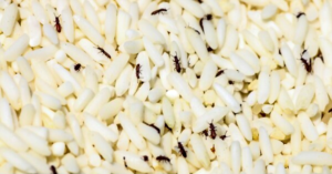 gorgojo arroz comparten trigo maz similitudes