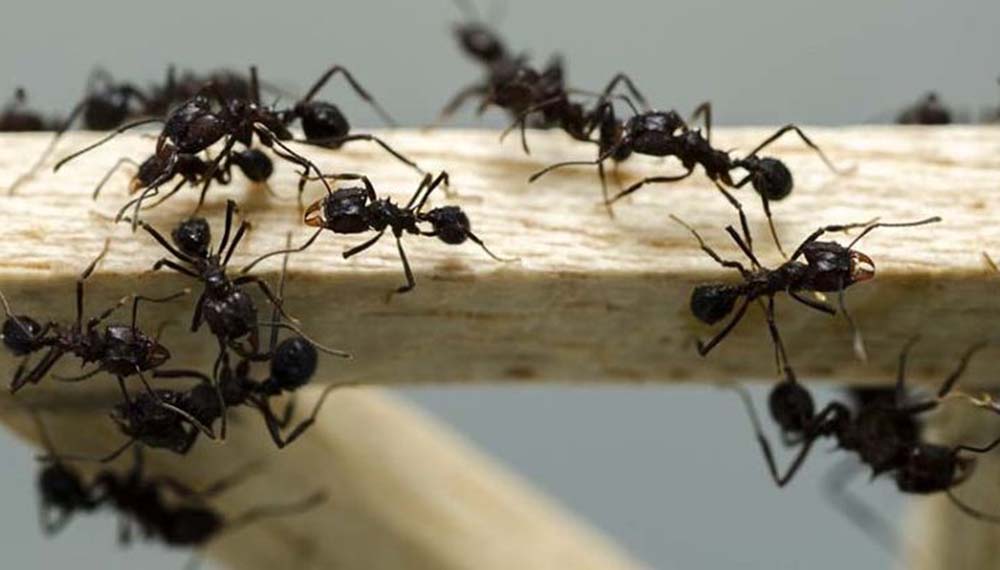 Combatir a las Hormigas en Casa