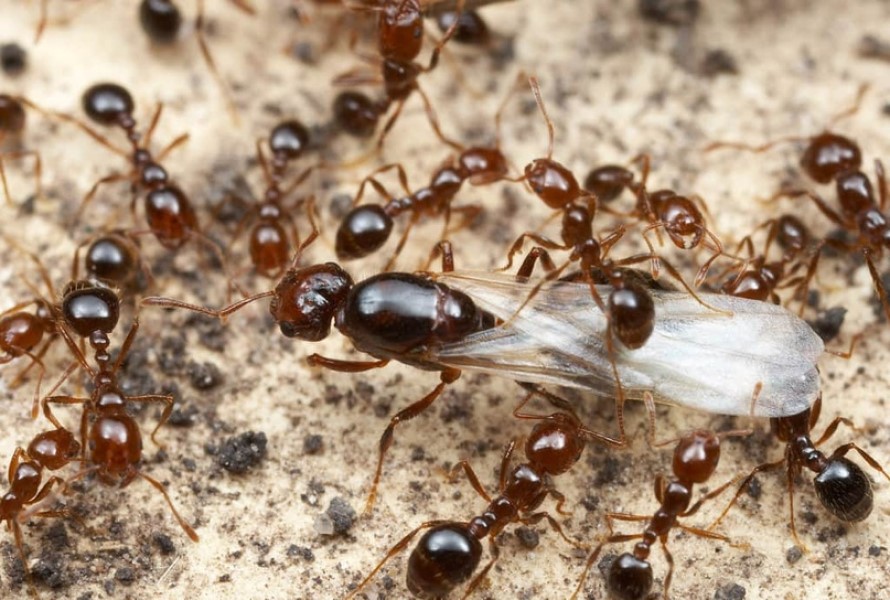 Ahuyentar o espantar las Hormigas Reina