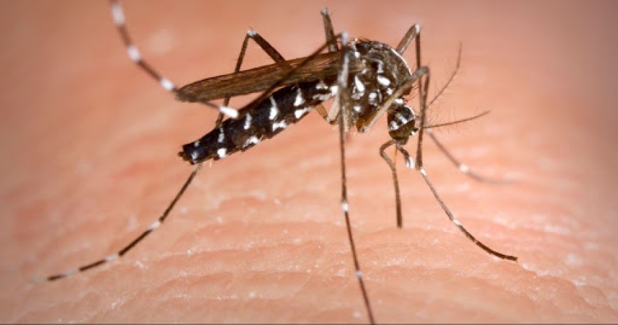 Tipos de Mosquito Tigre