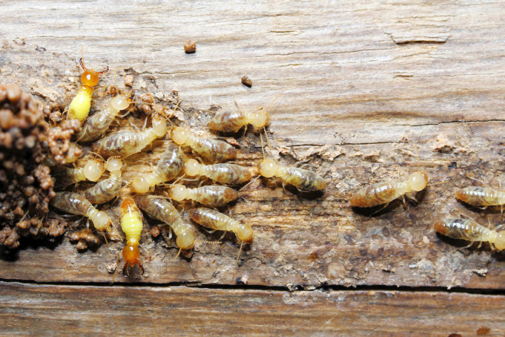 Trampas para bichos de la madera. Mejor insecticida, repelente, veneno