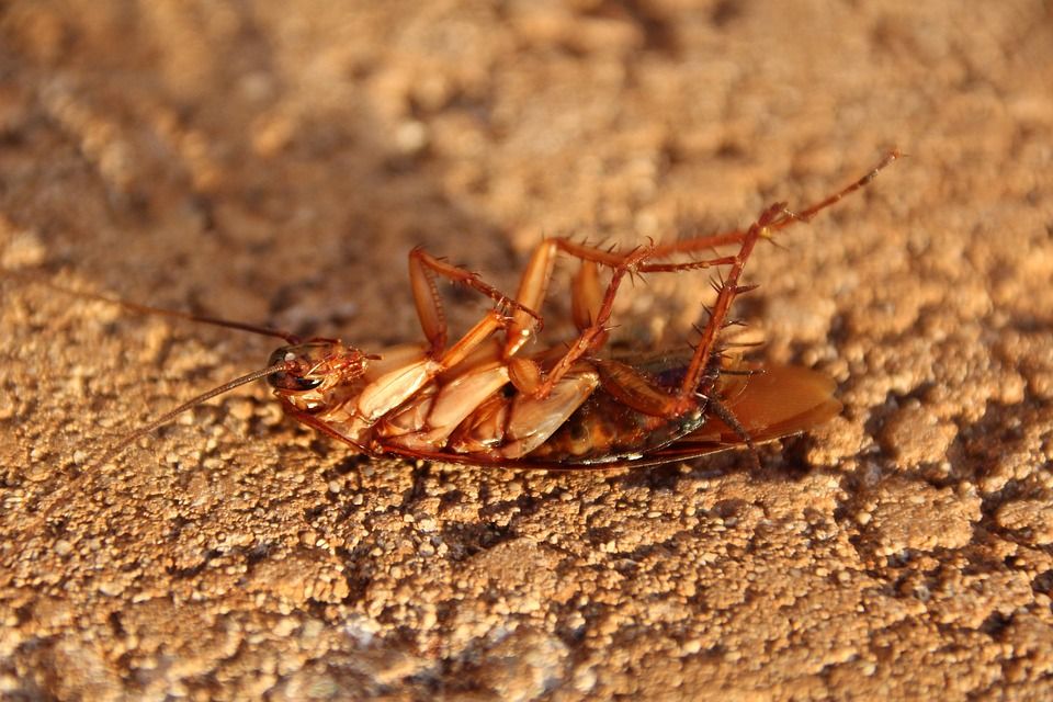 Cucarachas Huelva