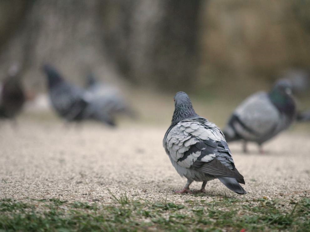 Eliminar las Palomas