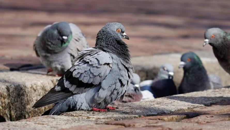 Cómo ahuyentar palomas