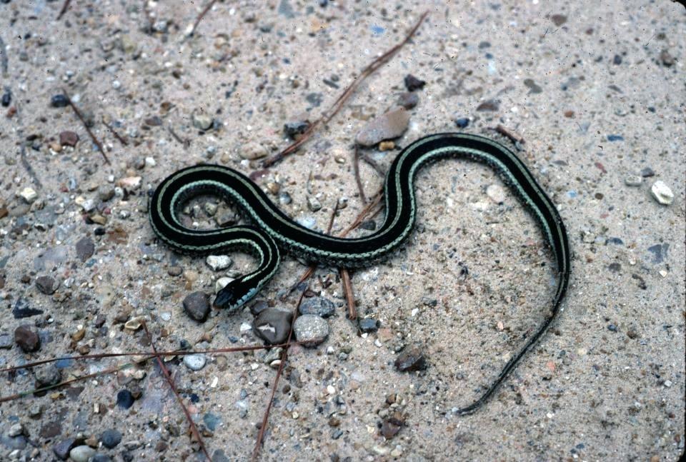 Cómo Atacan las serpientes